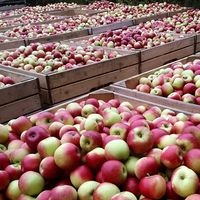 Apfelkisten auf unserem BioObsthof zur Erntezeit im Alten Land