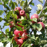 Apfelbäume auf dem BioObsthof Feldmann in Francop kurz vor der Ernte