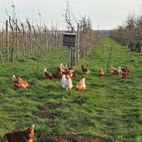 Freilaufende Hühner unseren Apfelreihen