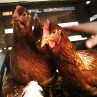 2 Hühner im Stall