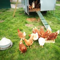 Die Hühner vor ihrem Hühnerstall